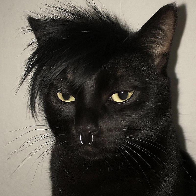 一只黑猫,鼻子上有穿孔