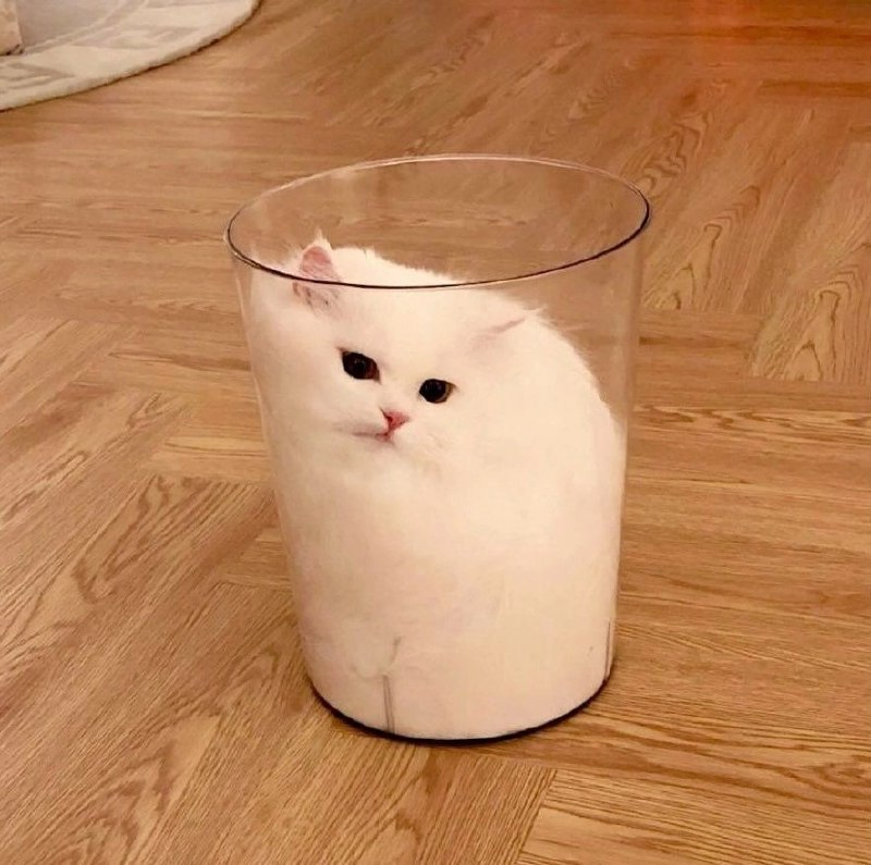 一只白猫坐在玻璃碗里