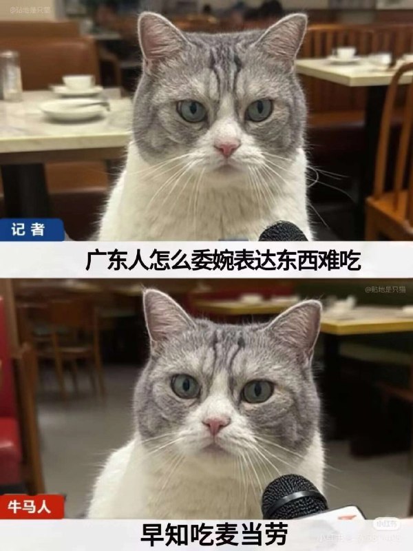 一只猫在他面前拿着麦克风