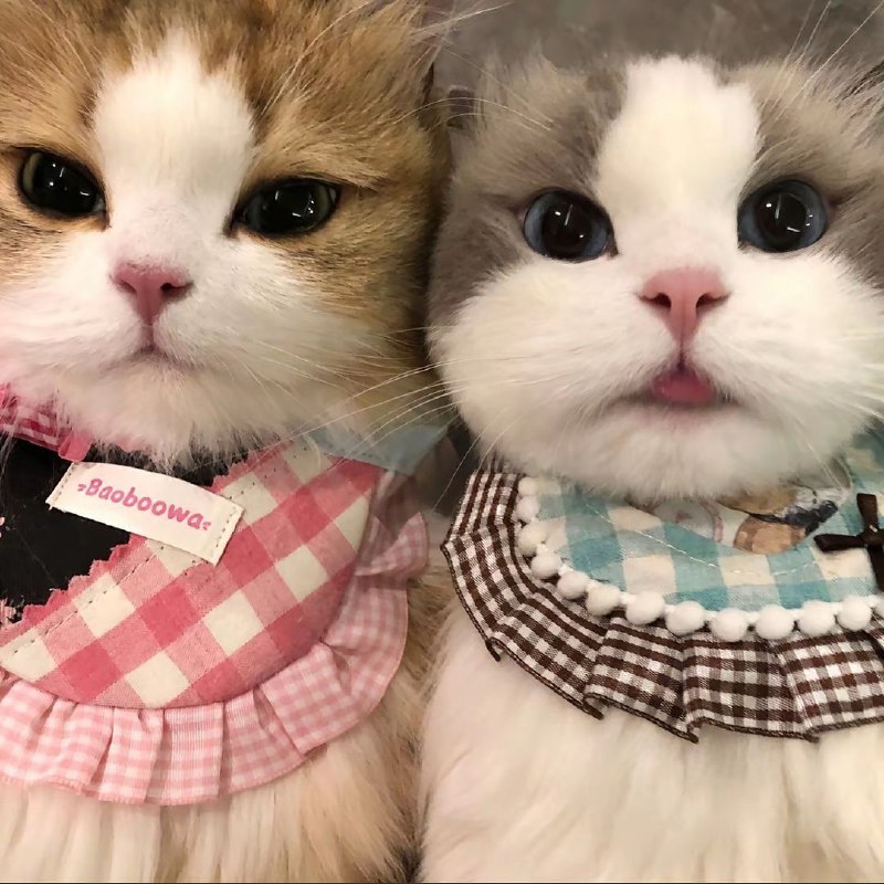 #猫猫#猫猫