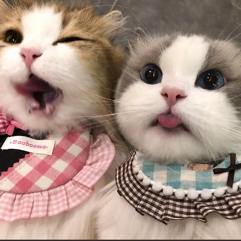 #猫猫#猫猫