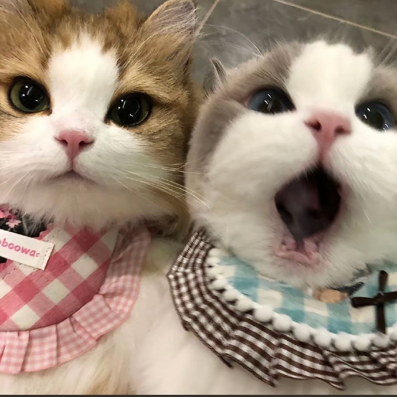 #猫猫#猫猫