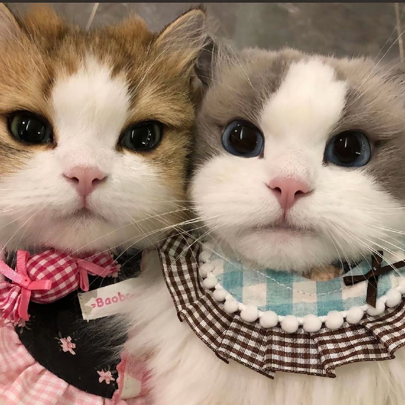 #猫猫#猫猫